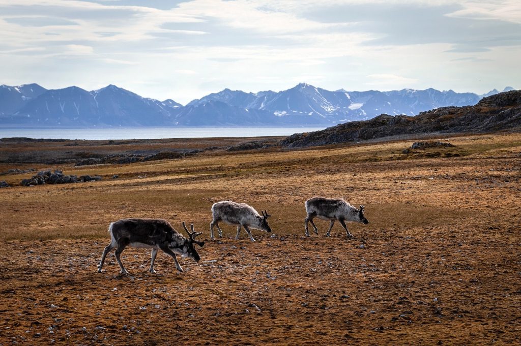 Three reindeer grazing on the tundra.