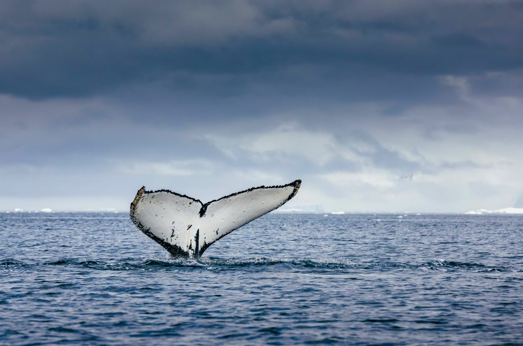 White humpback whale fluke. 
