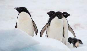 A handful of adelie penguins standing on ice.