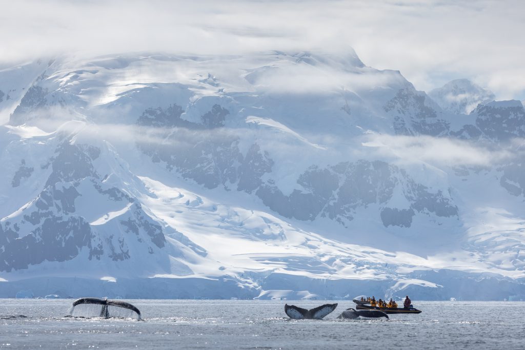 Whale fluke with zodiacs on the water.