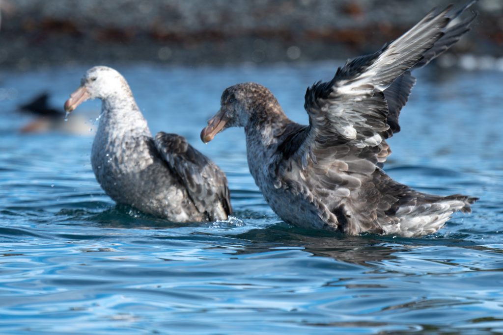 Two seabirds on the water. 