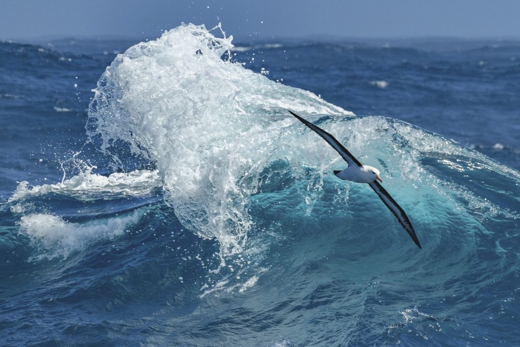 Black Browed Albatross flying over the crashing surf in the Drake Passage. 