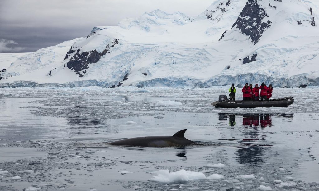 A whale swimming in icy Antarctic waters with zodiac in background. 