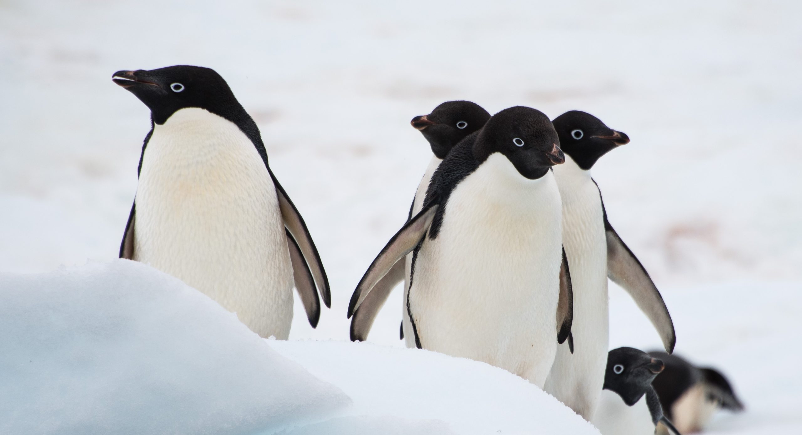 Adelie penguins on the snow in Antarctica.