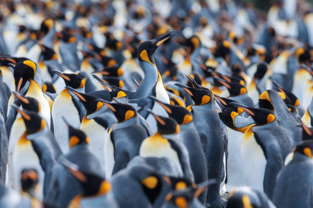 Up close shot of king penguins.