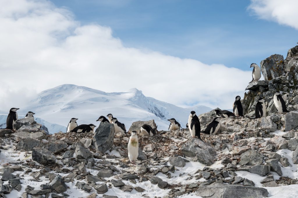 Chinstrap penguins standing on rocky ridge.