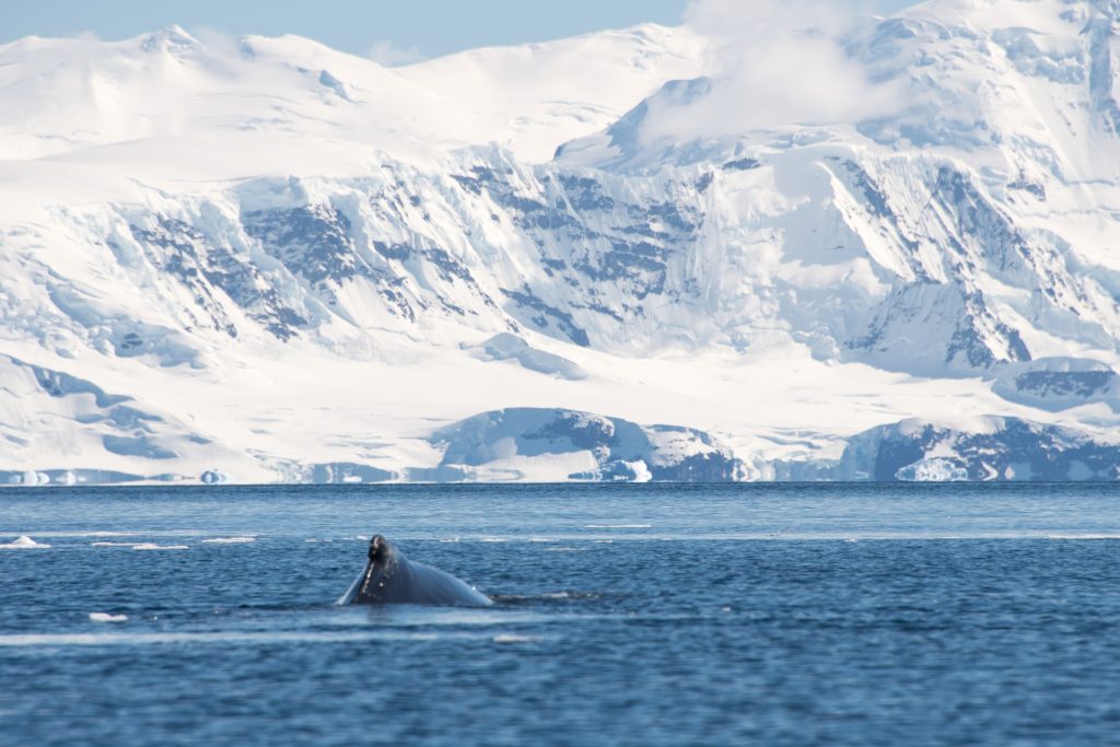Humpback whale dorsal fin poking out of the water with snow covered mountains in background.  