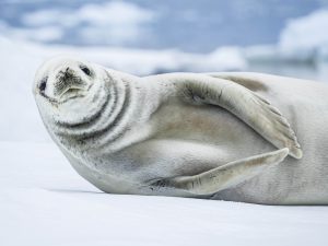 Closeup of crabeater seal laying on the ice.