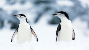 Two chinstrap penguins standing in the snow. 