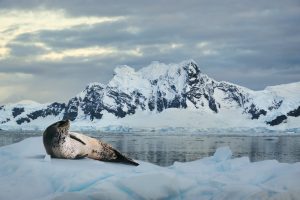 A leopard seal on the ice. 