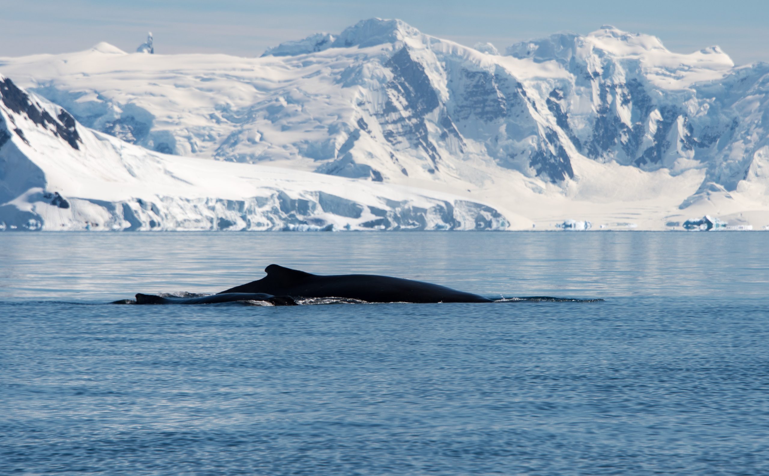 Humpback whale swimming in the water in Antarctica.