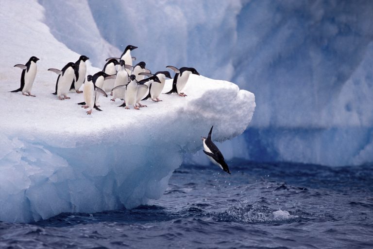 Adelie penguins jumping into the sea.