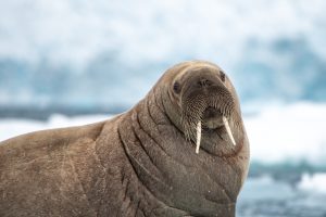 A walrus' head with glacier in background.