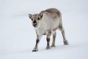 A reindeer on the snow in Svalbard.