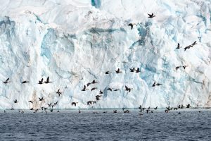 A flock of king eider ducks flying in front of glacier.