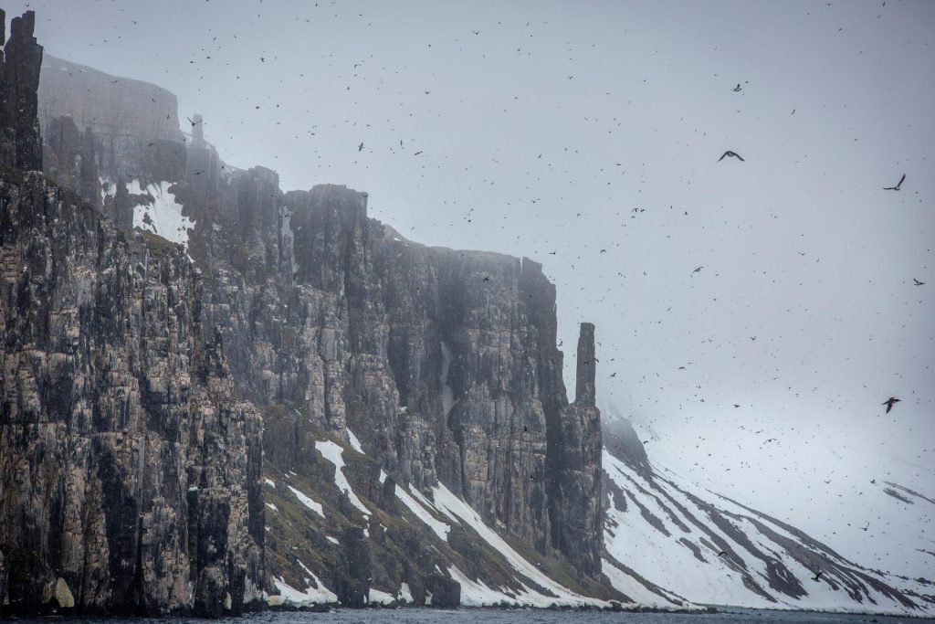 Towering cliff at coastline with many birds flying. 