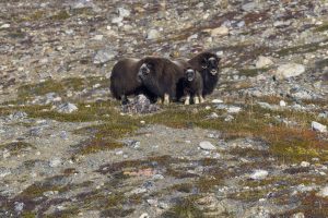 Three musk oxen standing on the rocky tundra. 