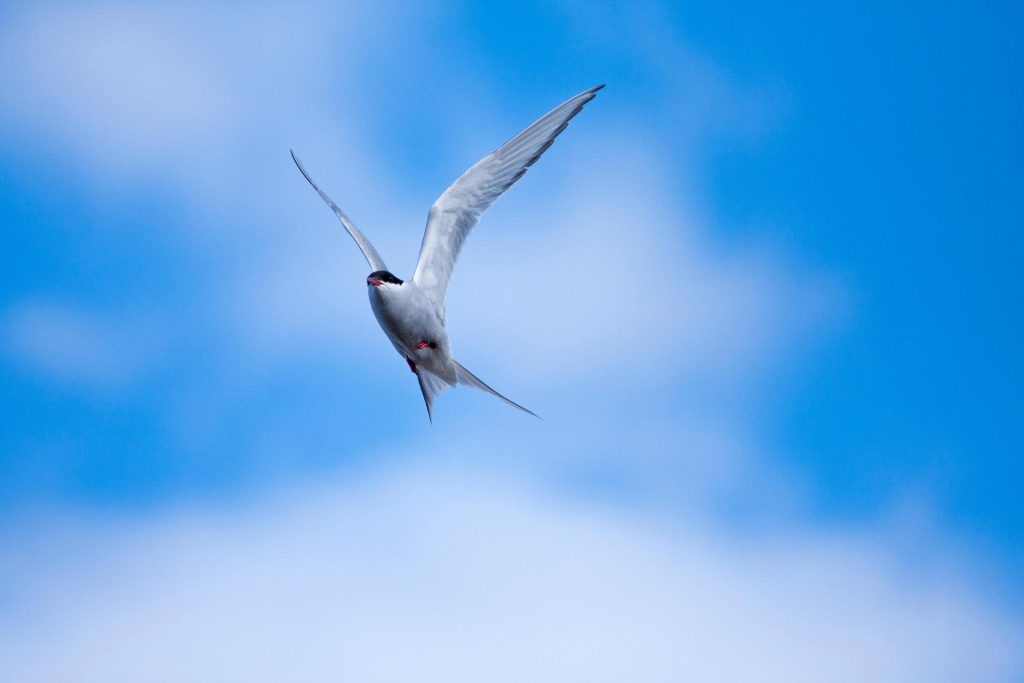 An Arctic tern flying overhead. 