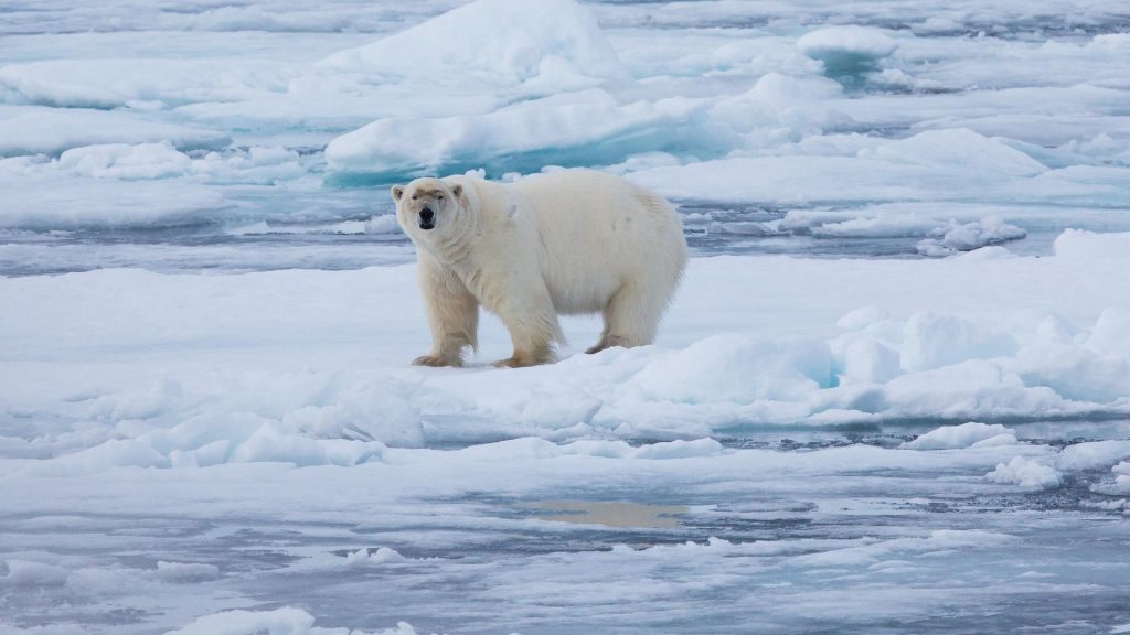 A polar bear on an ice floe. 