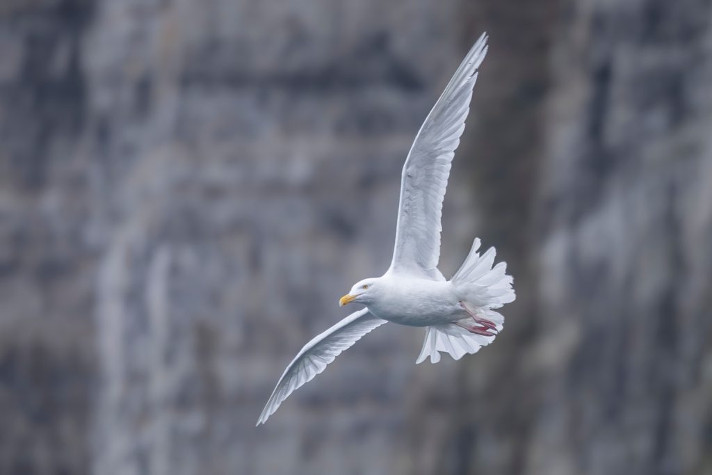 A soaring white bird overhead. 