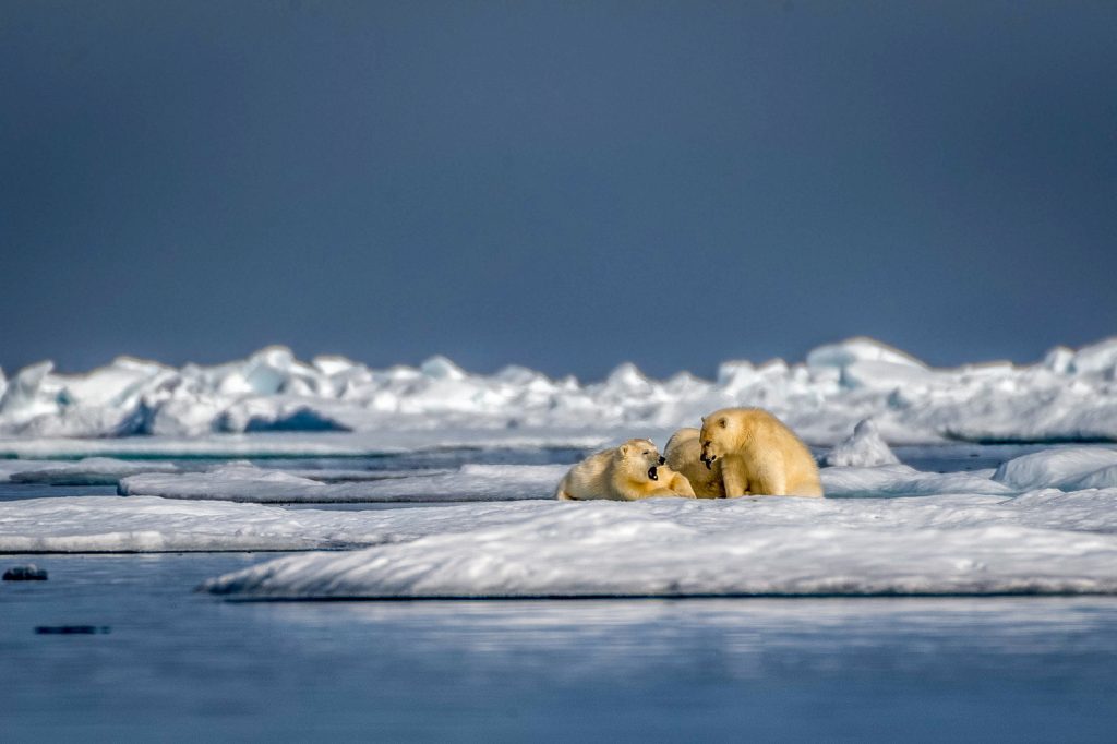 Polar bears on an ice floe. 