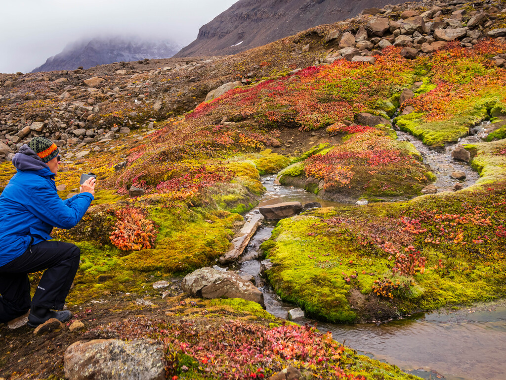 A guest taking photos of the colorful fall tundra in East Greenland. 