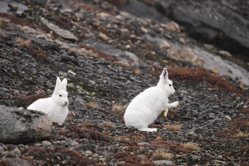 Two arctic hares on the tundra.