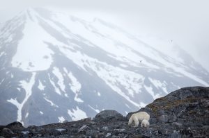 A polar bear mom & cub walking on a rocky ledge.