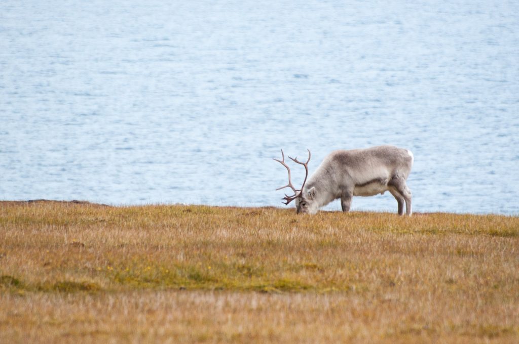 A lone reindeer grazing in the grass.