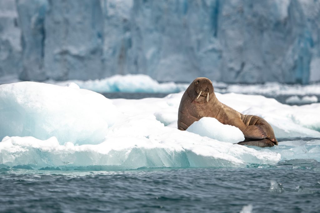 A walrus laying on an ice floe in Svalbard. 