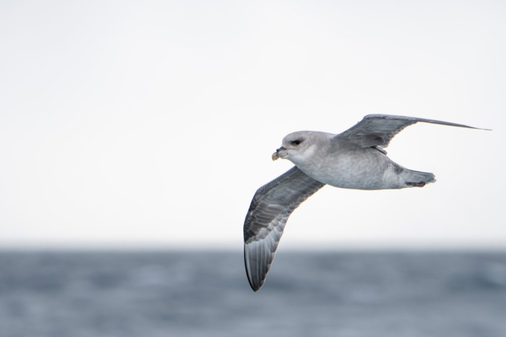 A fulmar soaring above the water in Svalbard. 