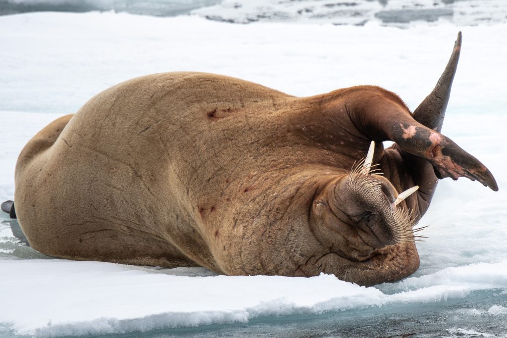 A walrus laying on back on an ice floe in Svalbard. 