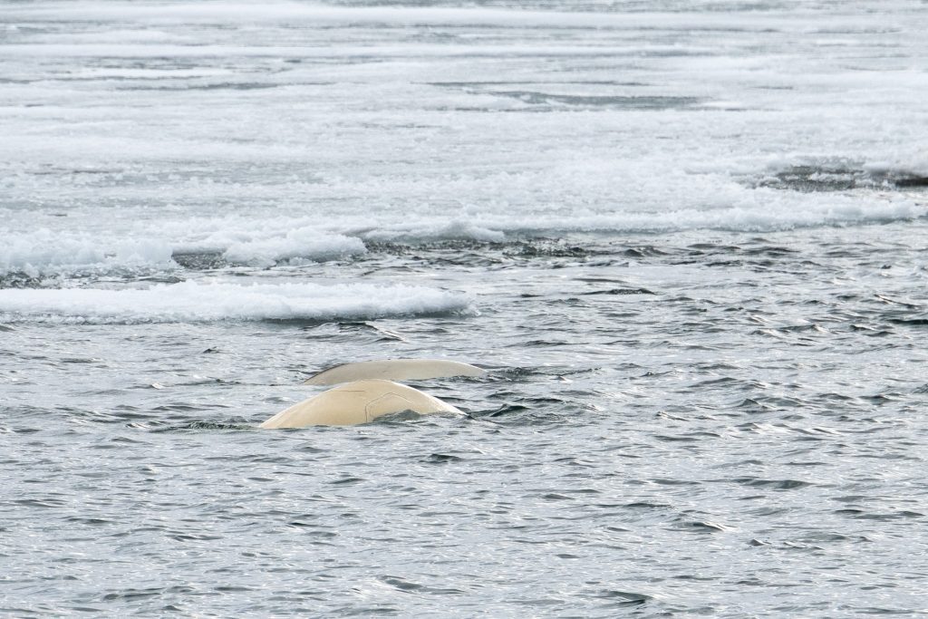 The backs of two beluga whales swimming along ice edge in Svalbard. 