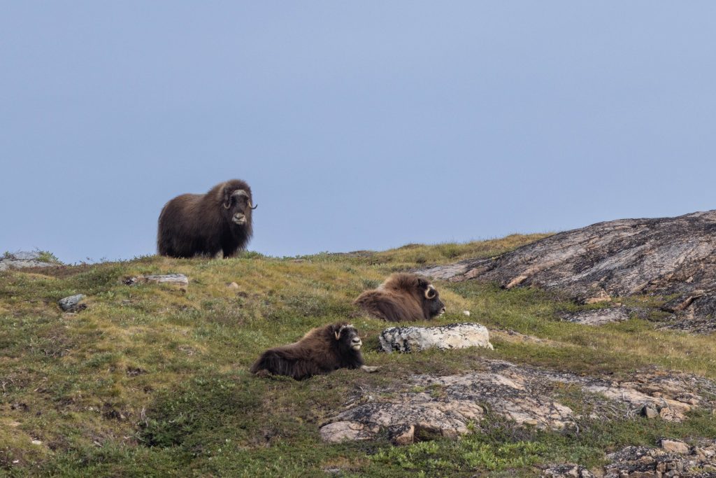 Three musk oxen grazing on grassy hillside.