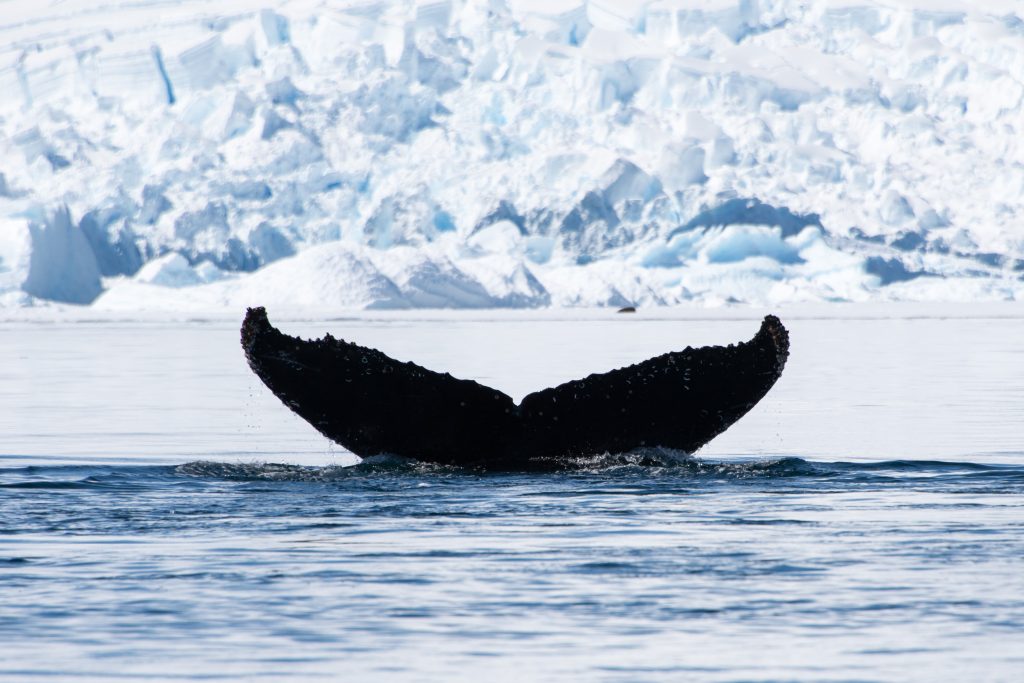 A humpback whale fluke with glacier in background. 