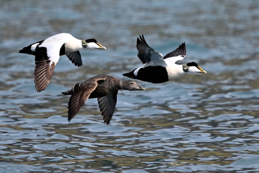 Three ducks flying above the water.