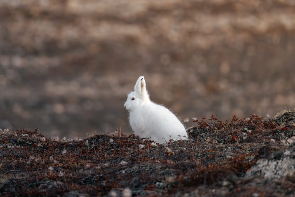 An Arctic hare on the tundra.