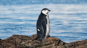 A chinstrap penguin standing on rocky shore in Antarctica. 