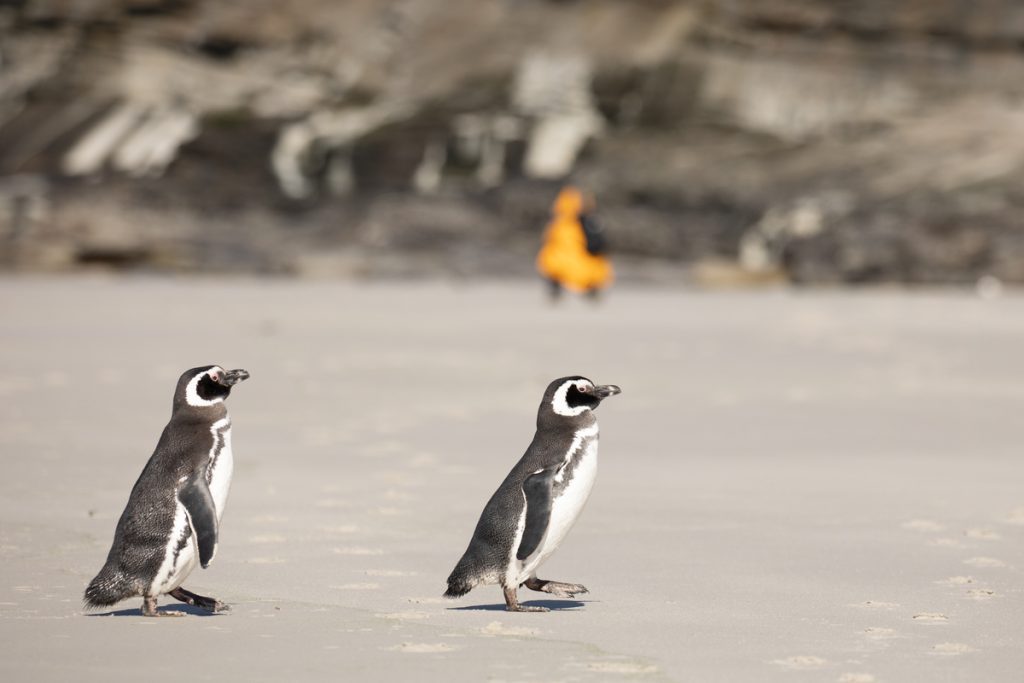 Two magellanic penguins walking on a sandy beach. 