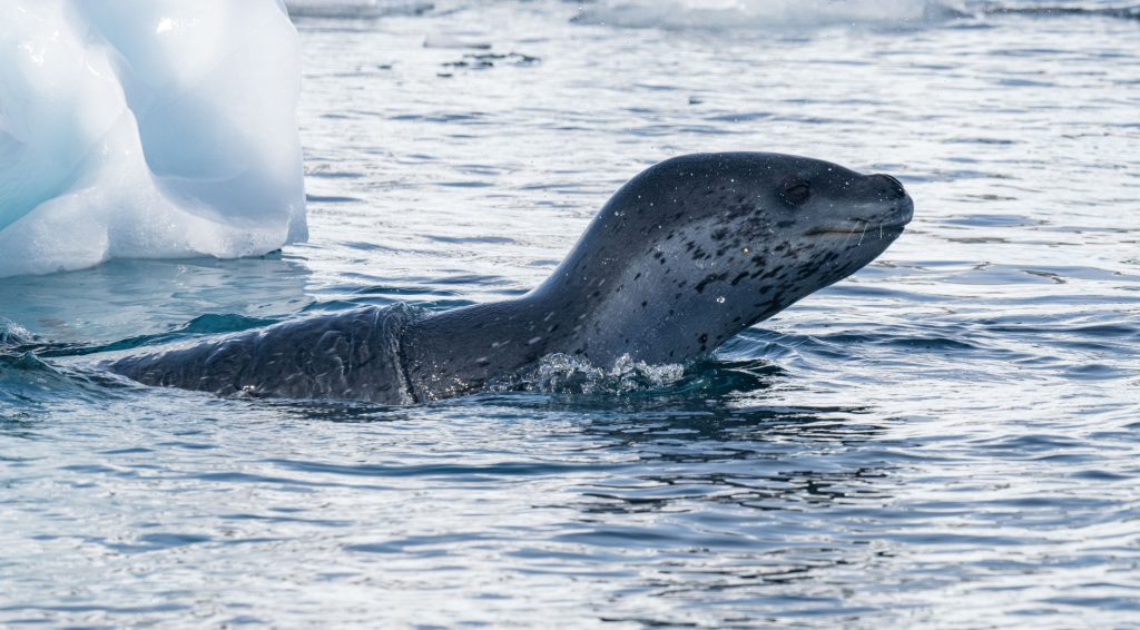 A leopard seal swimming next to an iceberg. 
