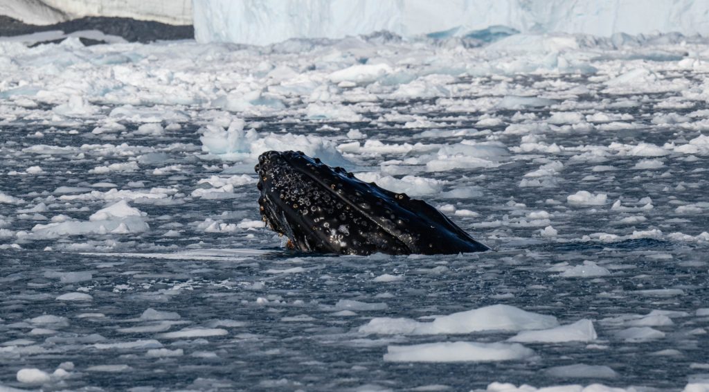 A humpback whale poking its head out of icy waters. 
