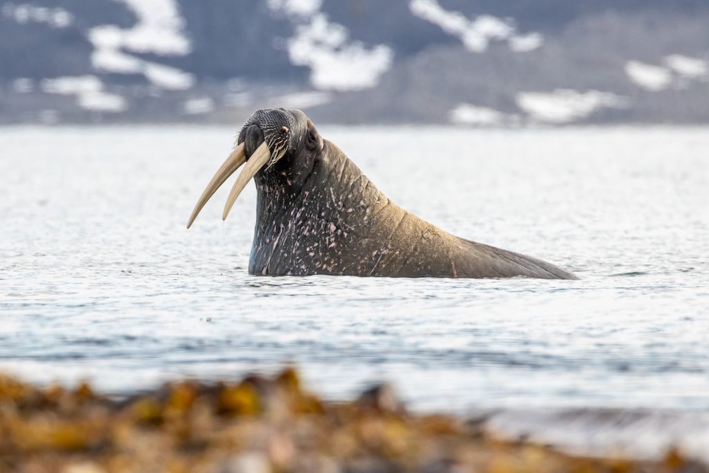 A walrus in the water showing long tusks.