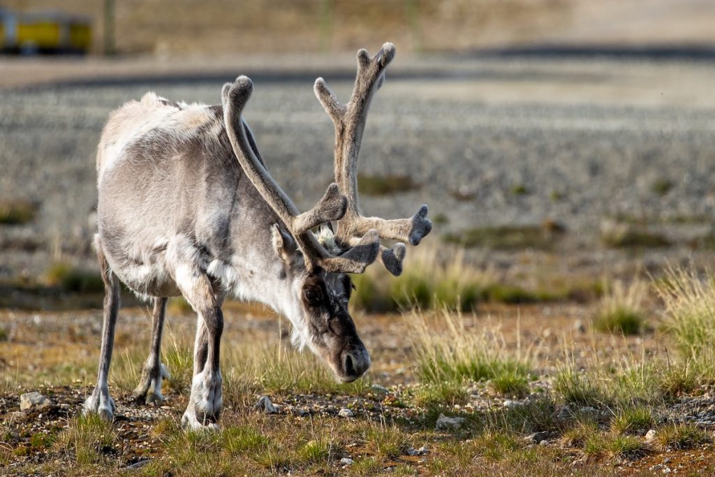 A reindeer grazing on tundra.