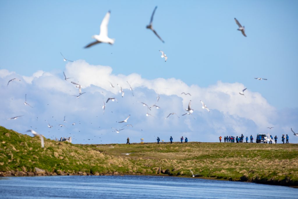 Seabirds flying over the water with hikers on shore. 