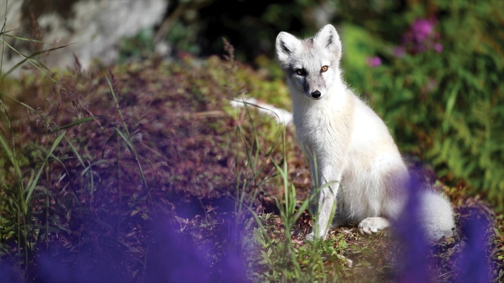 An arctic fox sitting in grassy meadow. 