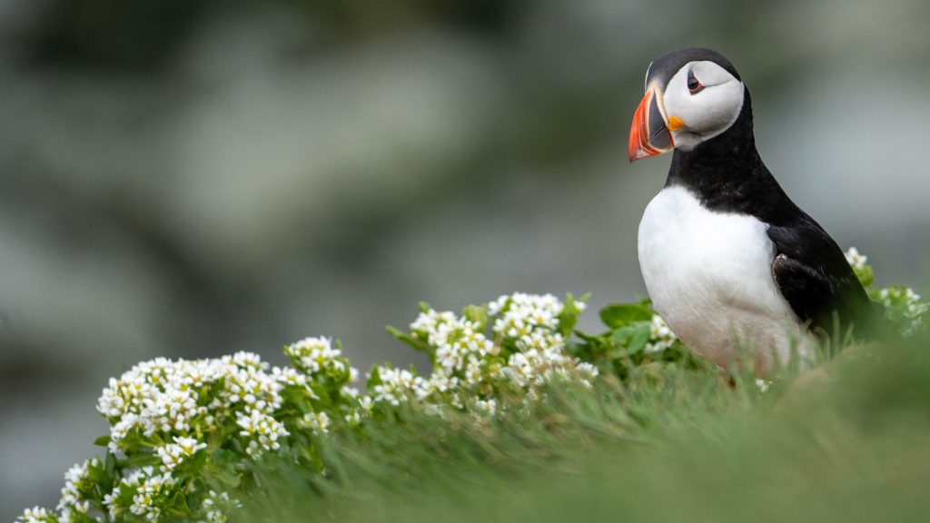 Puffin standing in grass in Iceland.