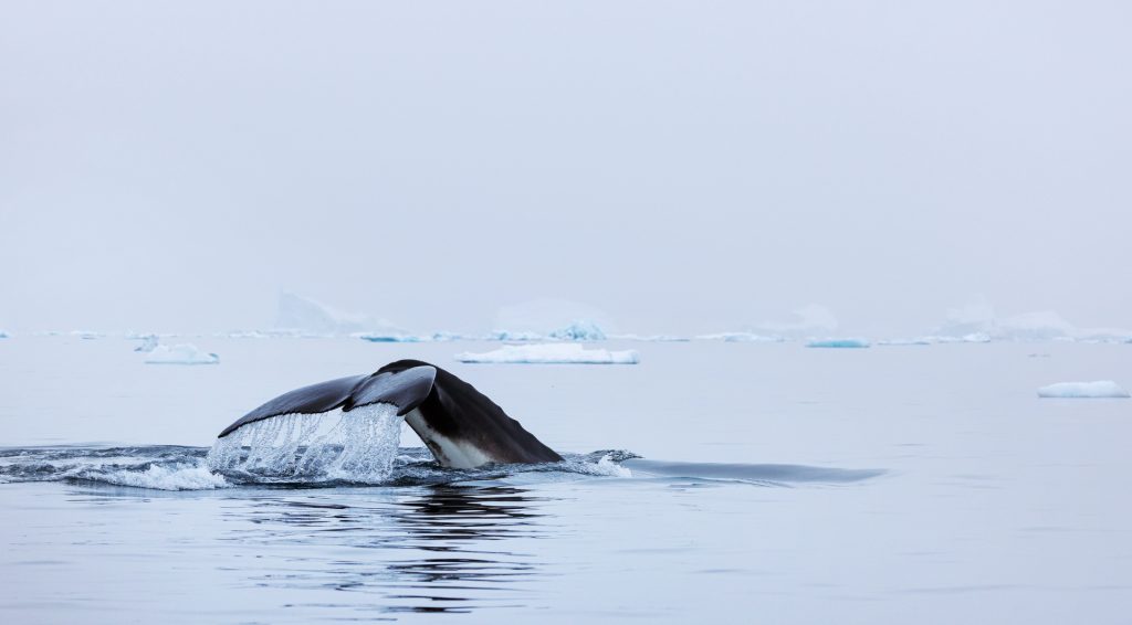A humpback whale fluke above the water. 