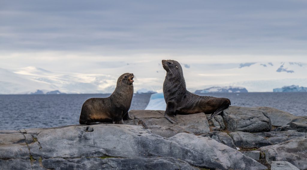 Two fur seals on a rocky shoreline.