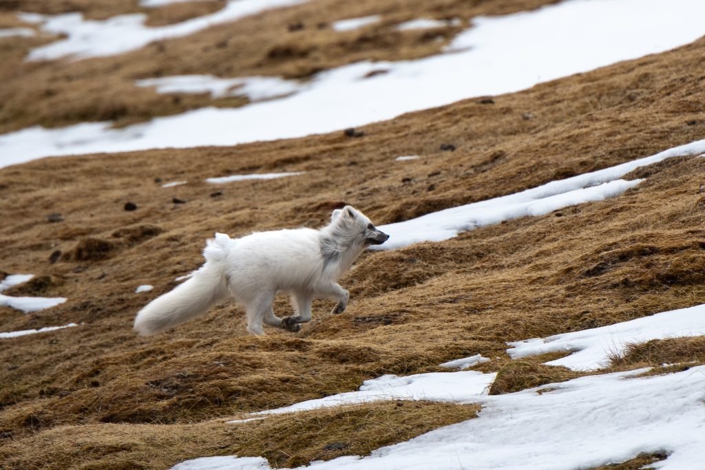 An arctic fox running on shore in Svalbard. 