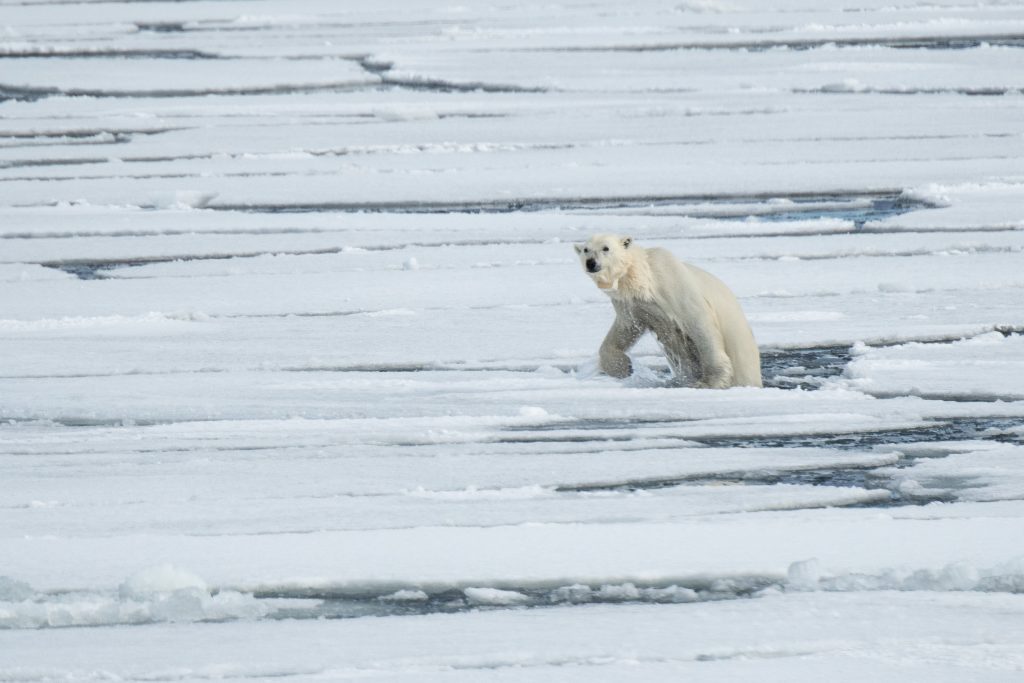 A polar bear steeping onto the sea ice. 